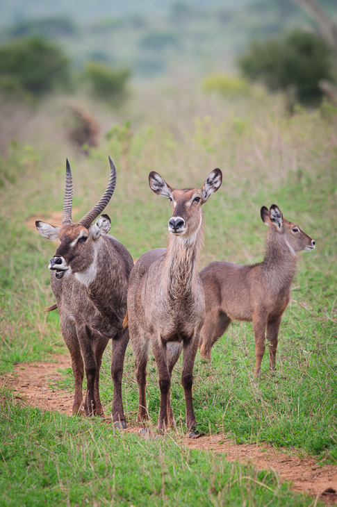  Kob śniady Ssaki Nikon D300 Sigma APO 500mm f/4.5 DG/HSM Kenia 0 dzikiej przyrody fauna waterbuck łąka antylopa zwierzę lądowe ekosystem preria Park Narodowy trawa