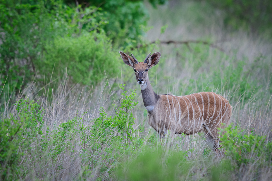  Kudu Ssaki Nikon D300 Sigma APO 500mm f/4.5 DG/HSM Kenia 0 dzikiej przyrody ekosystem fauna łąka rezerwat przyrody jeleń ssak trawa pustynia zwierzę lądowe