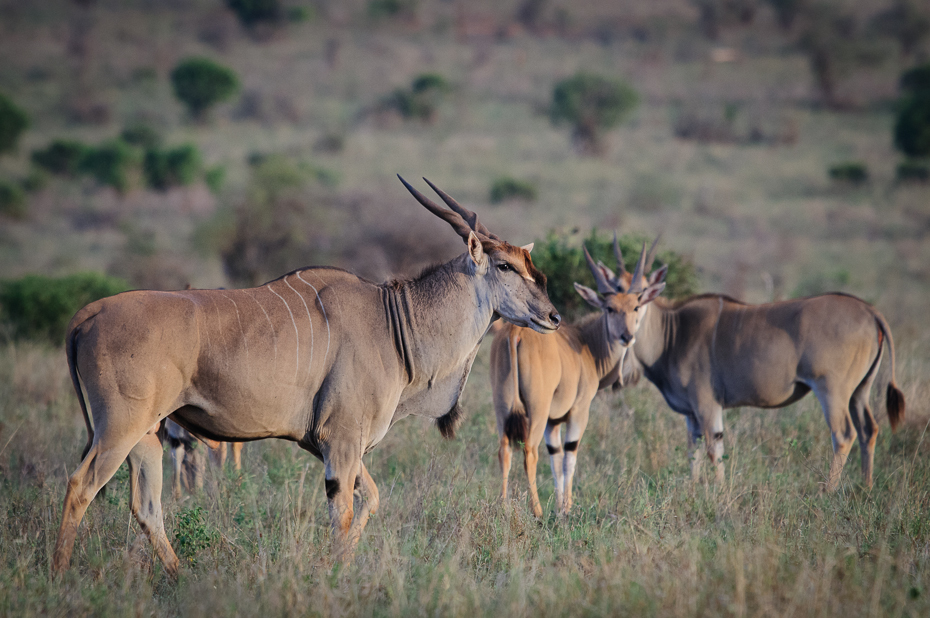  Eland Ssaki Nikon D300 Sigma APO 500mm f/4.5 DG/HSM Kenia 0 dzikiej przyrody ekosystem zwierzę lądowe fauna łąka antylopa pustynia oryx wspólny eland gemsbok