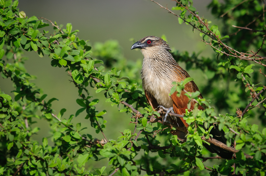  Kukal białobrewy Ptaki Nikon D300 Sigma APO 500mm f/4.5 DG/HSM Kenia 0 ptak fauna ekosystem dziób liść dzikiej przyrody drzewo gałąź zięba społeczność roślin