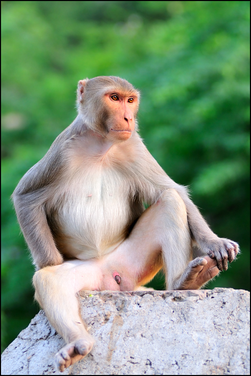  Makak Fauna Nikon D300 Zoom-Nikkor 80-200mm f/2.8D Indie 0 makak fauna ssak prymas dzikiej przyrody stary świat małpa organizm nowa małpa świata zwierzę lądowe pysk