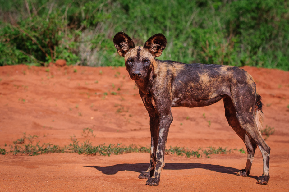  Likaon Ssaki Nikon D300 AF-S Nikkor 70-200mm f/2.8G Kenia 0 dzikiej przyrody Likaon pictus pies jak ssak fauna rasa psa pysk africanis