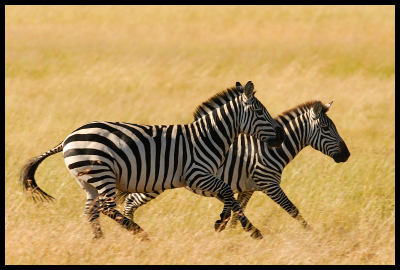  Zebra Przyroda zebra ssaki kenia masai mara Nikon D200 Sigma APO 500mm f/4.5 DG/HSM Kenia 0 dzikiej przyrody zwierzę lądowe fauna łąka ssak sawanna koń jak ssak grzywa organizm