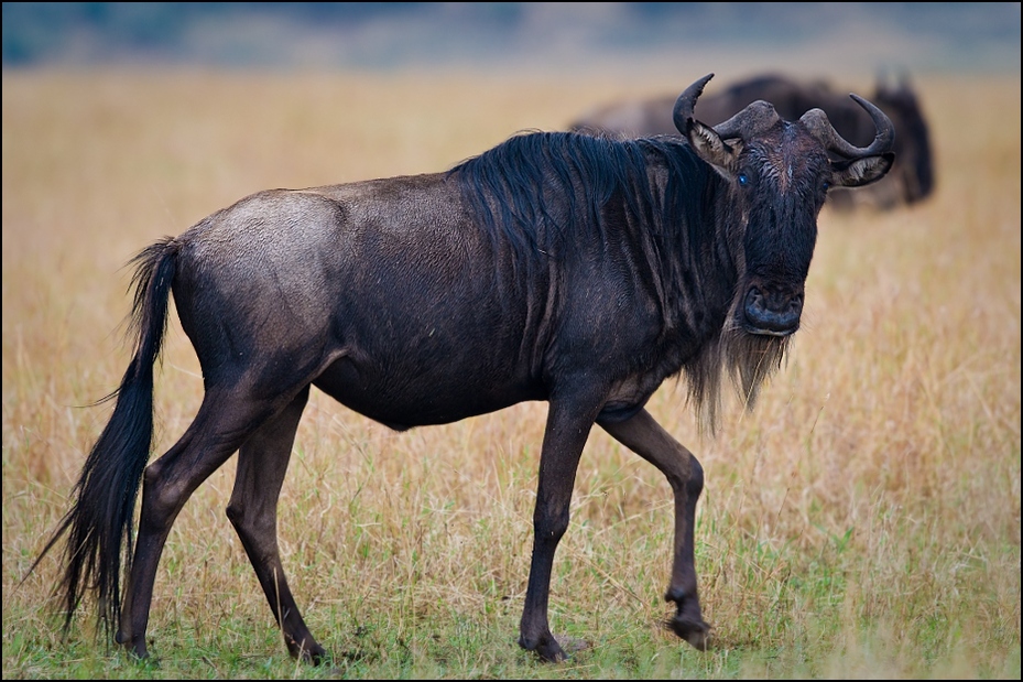  Jednooka antylopa Zwierzęta Nikon D300 Sigma APO 500mm f/4.5 DG/HSM Kenia 0 dzikiej przyrody gnu fauna zwierzę lądowe róg bydło takie jak ssak safari sawanna trawa rodzina kóz