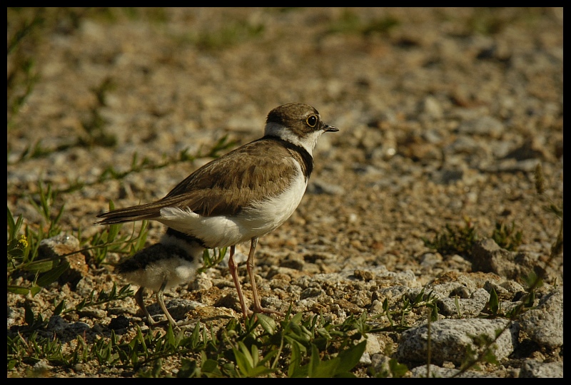  Sieweczka rzeczna młodym Ptaki sieweczka ptak Nikon D70 Sigma APO 100-300mm f/4 HSM Zwierzęta fauna ekosystem dziób dzikiej przyrody skowronek shorebird ecoregion organizm społeczność roślin