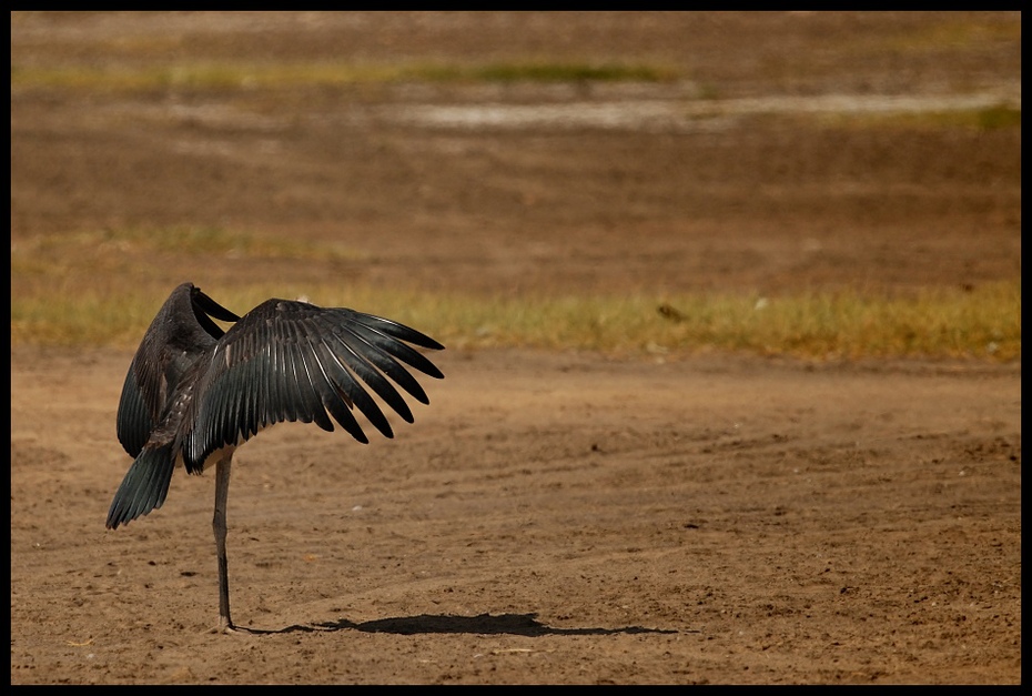  Marabut Ptaki marabut ptaki Nikon D200 Sigma APO 500mm f/4.5 DG/HSM Kenia 0 dzikiej przyrody fauna ekosystem ptak żuraw jak ptak dziób dźwig ecoregion skrzydło Ciconiiformes
