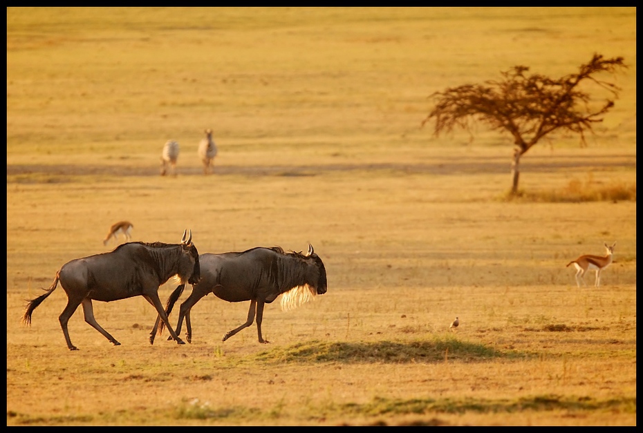  Antylopa gnu Przyroda Nikon D200 Sigma APO 500mm f/4.5 DG/HSM Kenia 0 dzikiej przyrody łąka ekosystem sawanna fauna stado zwierzę lądowe Równina safari