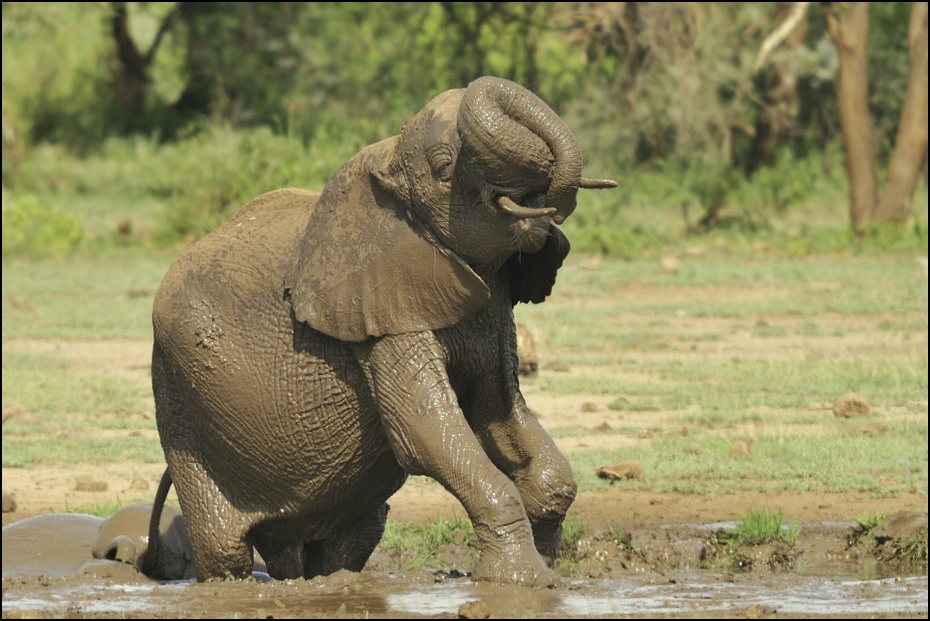  Kąpiele błotne Zwierzęta słoń, słonie, slonie Nikon D300 Sigma APO 500mm f/4.5 DG/HSM Tanzania 0 słoń słonie i mamuty dzikiej przyrody zwierzę lądowe słoń indyjski ssak fauna Słoń afrykański kieł trawa