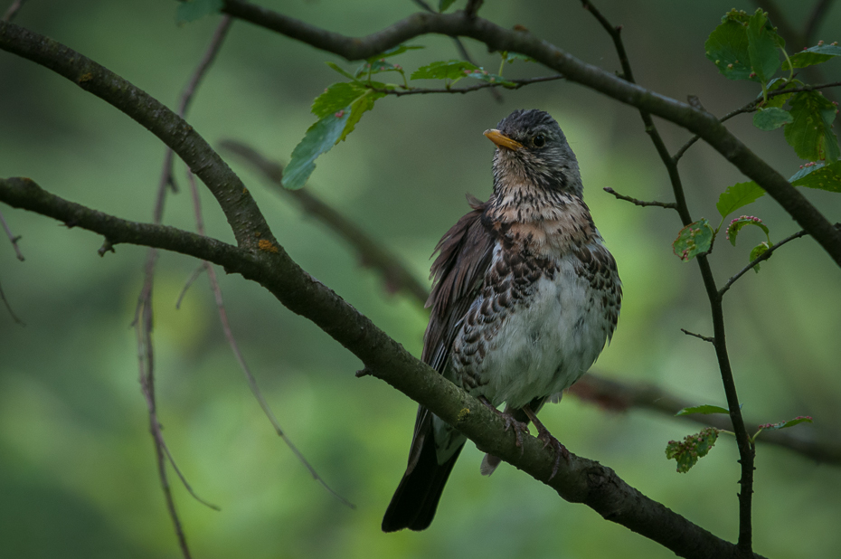  Kwiczoł Ptaki Nikon D300 Sigma APO 500mm f/4.5 DG/HSM Zwierzęta ptak dziób fauna gałąź liść dzikiej przyrody flycatcher starego świata drzewo wróbel Gałązka