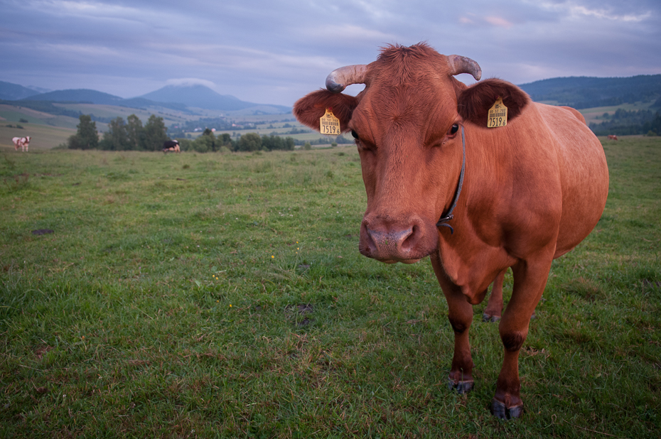 Ciekawska krowa Inne Nikon D300 AF-S Zoom-Nikkor 17-55mm f/2.8G IF-ED Zwierzęta bydło takie jak ssak pastwisko łąka pasący się średniogórze fauna trawa krowa mleczna pole