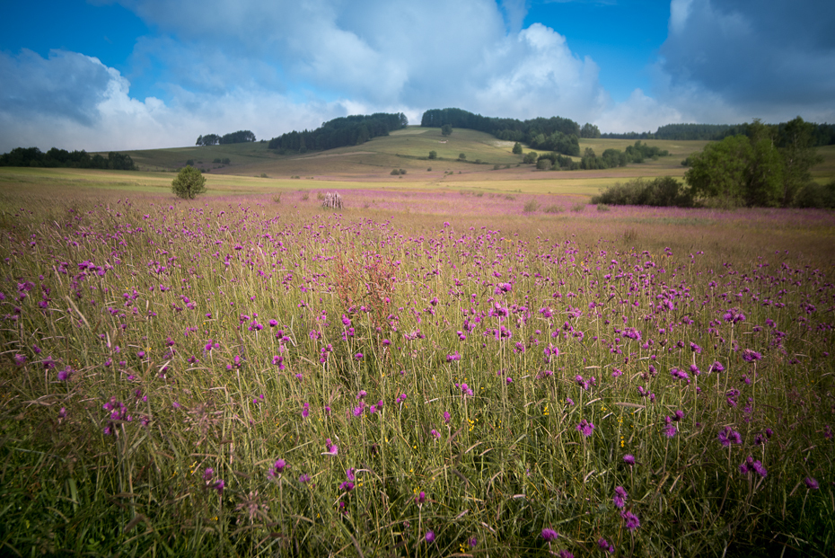  Beskid niski Krajobraz nikon d750 Sigma 15-30mm f/3.5-4.5 Aspherical łąka ekosystem dziki kwiat pole preria niebo wegetacja kwiat przyciąć