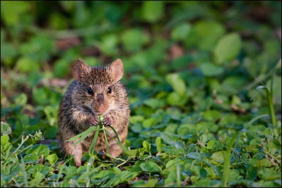  Mysz Zwierzęta Nikon D300 Sigma APO 500mm f/4.5 DG/HSM Kenia 0 fauna ssak dzikiej przyrody mysz liść gryzoń organizm muroidea wąsy trawa
