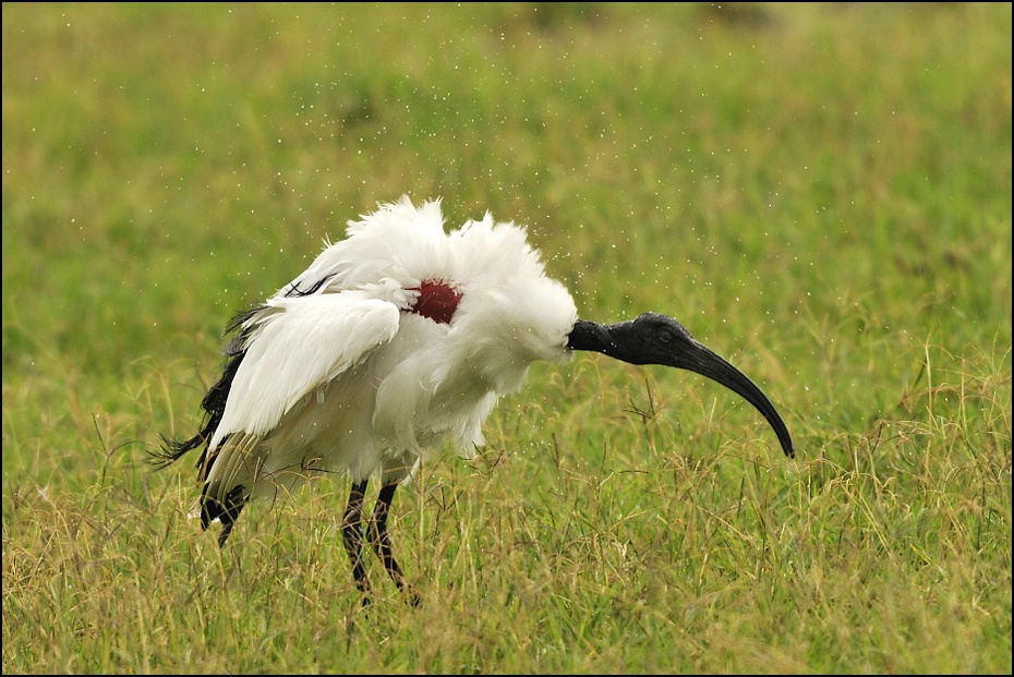  Ibis czczony Ptaki Nikon D300 Sigma APO 500mm f/4.5 DG/HSM Tanzania 0 ptak ibis ekosystem fauna dziób trawa ecoregion łąka dzikiej przyrody żuraw jak ptak