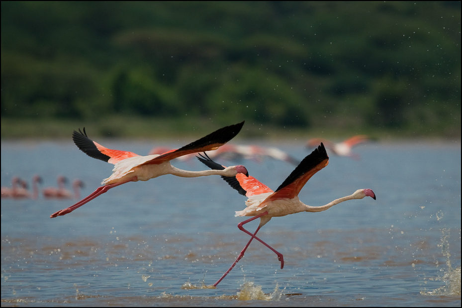  Flamingi jeziorze Bogoria Ptaki Nikon D300 Sigma APO 500mm f/4.5 DG/HSM Kenia 0 ptak flaming wodny ptak fauna woda shorebird dziób bocian biały dzikiej przyrody Ciconiiformes