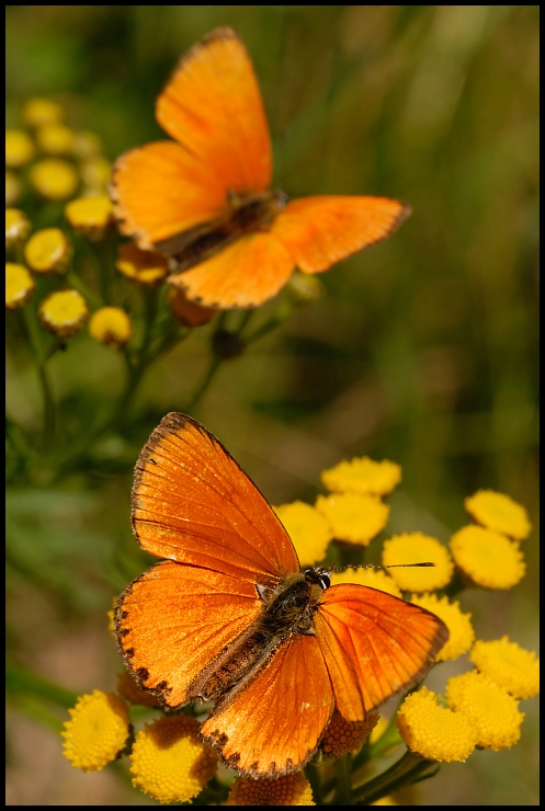  Motyl Motyle Nikon D200 Micro-Nikkor 60mm f/2.8D Makro motyl ćmy i motyle owad Lycaenid Pędzelek motyl bezkręgowy nektar pieridae zapylacz motyl monarchy
