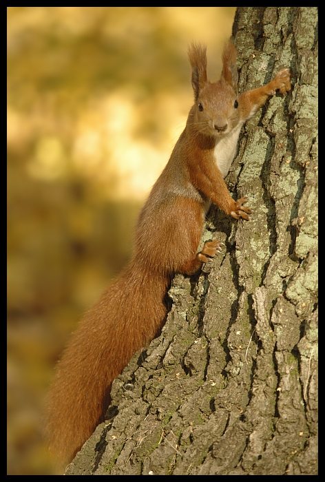 Wiewiórka Inne wiewiórka Nikon D70 Sigma APO 100-300mm f/4 HSM Zwierzęta fauna dzikiej przyrody ssak gryzoń lis wiewiórka wąsy drzewo organizm ogon