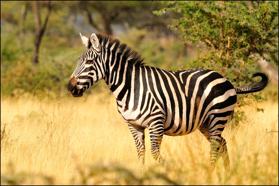  Zebra Zwierzęta Nikon D300 Sigma APO 500mm f/4.5 DG/HSM Etiopia 0 dzikiej przyrody zwierzę lądowe zebra łąka ssak fauna pustynia ekosystem trawa sawanna
