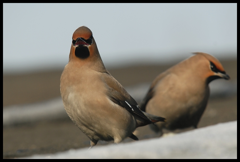  Jemiołuszka #19 Ptaki jemiołuszka ptaki Nikon D200 Sigma APO 100-300mm f/4 HSM Zwierzęta ptak fauna dziób zięba oko dzikiej przyrody pióro wróbel ptak przysiadujący skrzydło