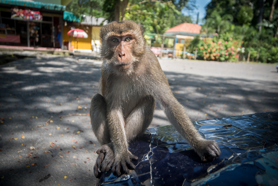  Makak Małpy nikon d750 Sigma 15-30mm f/3.5-4.5 Aspherical Tajlandia 0 ssak makak fauna prymas drzewo świątynia stary świat małpa dzikiej przyrody
