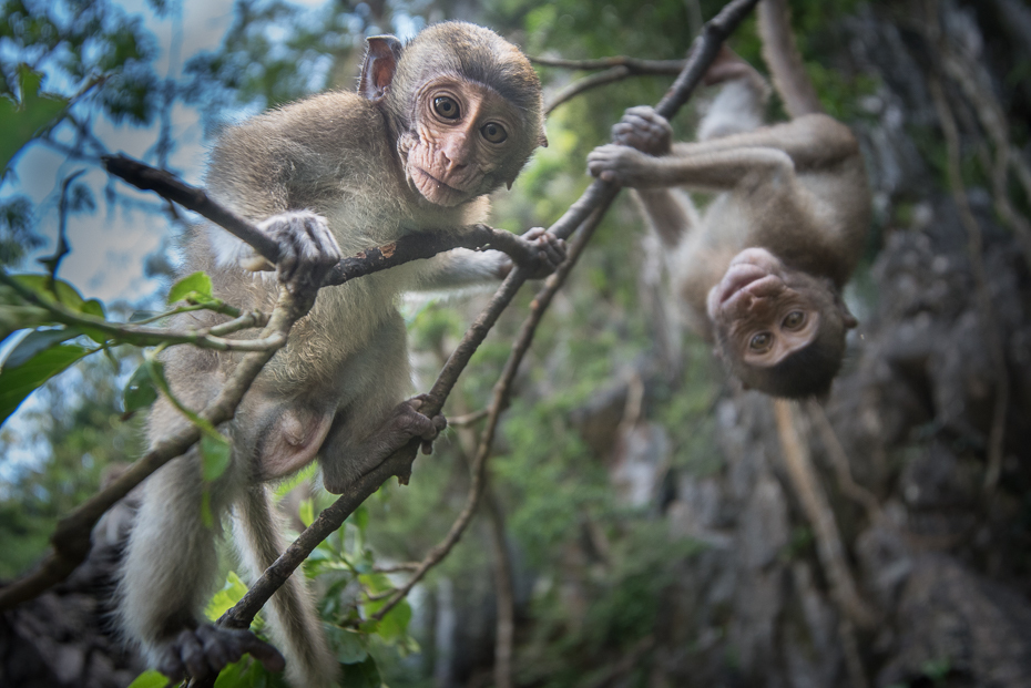  Makaki Małpy nikon d750 Sigma 15-30mm f/3.5-4.5 Aspherical Tajlandia 0 makak ssak fauna prymas nowa małpa świata stary świat małpa drzewo las dzikiej przyrody dżungla