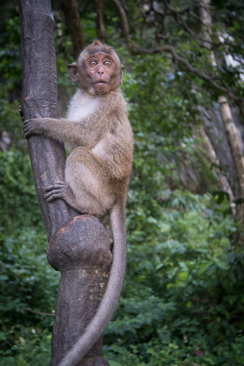  Makak Małpy nikon d750 Sigma 15-30mm f/3.5-4.5 Aspherical Tajlandia 0 fauna ssak makak prymas drzewo dzikiej przyrody stary świat małpa nowa małpa świata świątynia organizm
