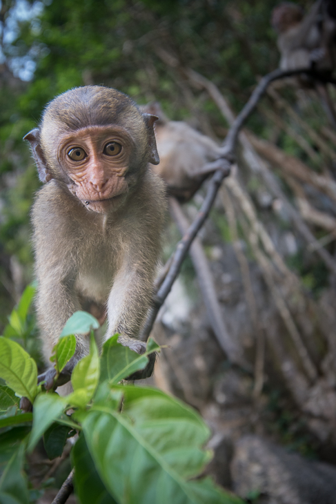  Makak Małpy nikon d750 Sigma 15-30mm f/3.5-4.5 Aspherical Tajlandia 0 makak ssak fauna prymas dzikiej przyrody liść stary świat małpa świątynia drzewo organizm