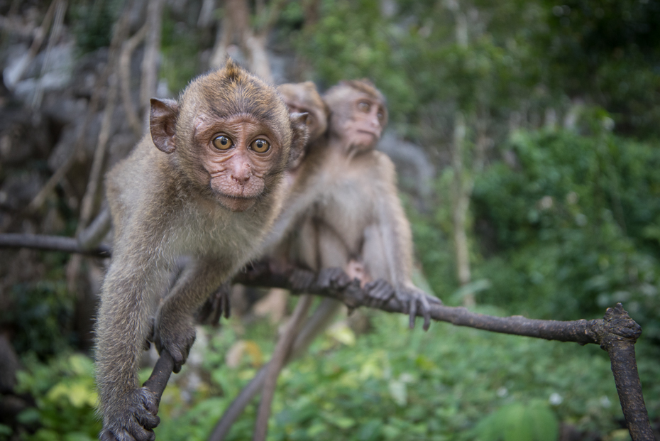  Makak Małpy nikon d750 Sigma 15-30mm f/3.5-4.5 Aspherical Tajlandia 0 makak ssak fauna prymas dzikiej przyrody nowa małpa świata organizm zwierzę lądowe stary świat małpa drzewo