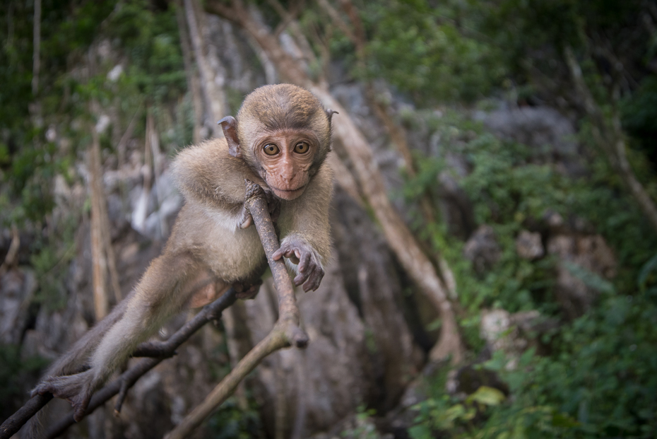  Makak Małpy nikon d750 Sigma 15-30mm f/3.5-4.5 Aspherical Tajlandia 0 makak fauna ssak prymas pustynia dzikiej przyrody las drzewo dżungla stary świat małpa