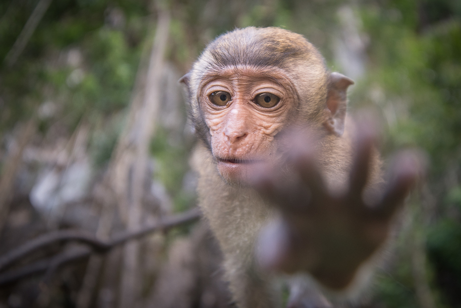  Makak Małpy nikon d750 Sigma 15-30mm f/3.5-4.5 Aspherical Tajlandia 0 makak ssak fauna prymas oko pysk stary świat małpa dzikiej przyrody świątynia organizm