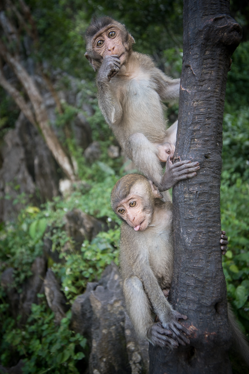  Makaki Małpy nikon d750 Sigma 15-30mm f/3.5-4.5 Aspherical Tajlandia 0 makak fauna ssak prymas drzewo dzikiej przyrody stary świat małpa las dżungla lesisty teren