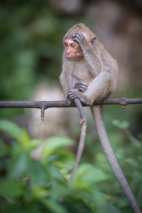  Makak Małpy nikon d750 Nikon AF-S Nikkor 70-200mm f/2.8G Tajlandia 0 makak fauna ssak prymas nowa małpa świata dzikiej przyrody stary świat małpa organizm pazurczatka pysk