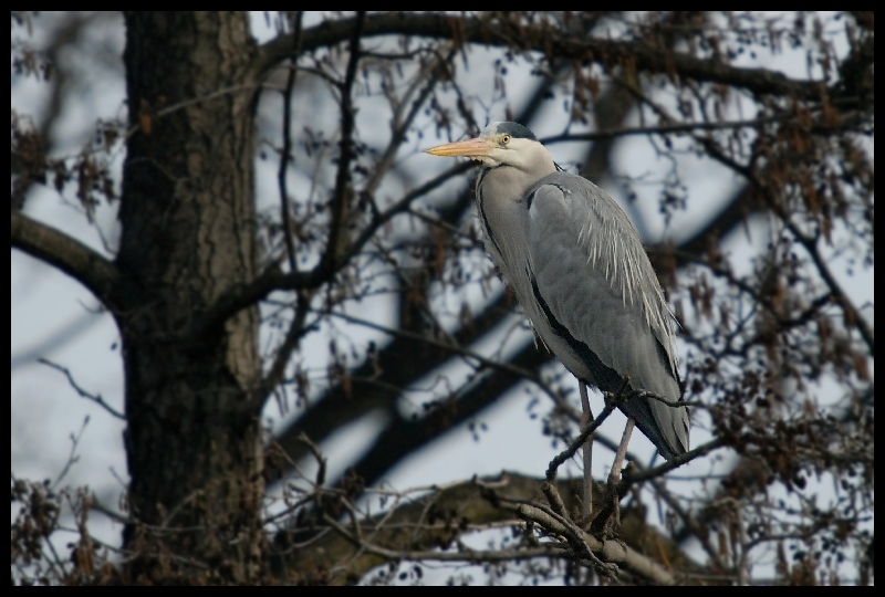  Czapla siwa Moje czapla ptaki Nikon D200 Sigma APO 50-500mm f/4-6.3 HSM ptak fauna dziób drzewo gałąź dzikiej przyrody pelecaniformes roślina egret