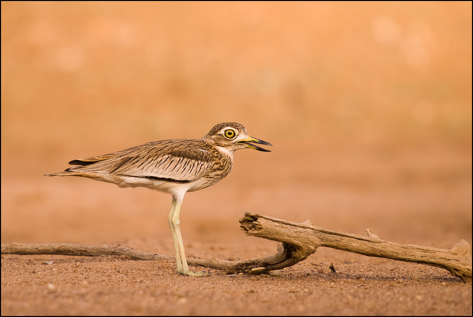  Kulon rzeczny Ptaki Nikon D200 Sigma APO 50-500mm f/4-6.3 HSM Senegal 0 ptak fauna ekosystem dzikiej przyrody dziób shorebird ecoregion wodny ptak brodziec organizm