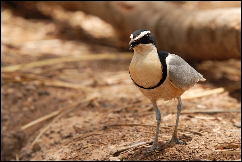  Pijawnik Ptaki Nikon D200 Sigma APO 50-500mm f/4-6.3 HSM Senegal 0 ptak fauna dziób ekosystem dzikiej przyrody organizm pióro