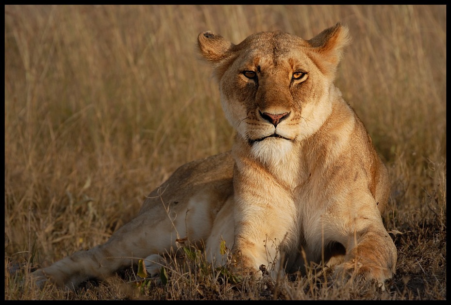  Lwica #16 Przyroda lew ssaki kenia lwy Nikon D200 Sigma APO 500mm f/4.5 DG/HSM Kenia 0 dzikiej przyrody Lew fauna ssak zwierzę lądowe masajski lew pustynia wąsy duże koty pysk