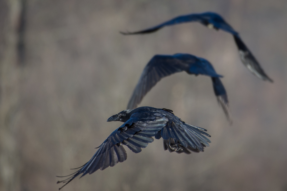  Kruki Ptaki Nikon D7200 Sigma APO 500mm f/4.5 DG/HSM Zwierzęta ptak fauna dziób dzikiej przyrody pióro skrzydło Wrona jak ptak niebieski ptak niebo sójka