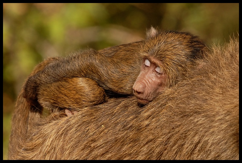  Pawian Przyroda pawian ssaki kenya Nikon D200 Sigma APO 500mm f/4.5 DG/HSM Kenia 0 fauna ssak makak dzikiej przyrody prymas stary świat małpa organizm futro nowa małpa świata