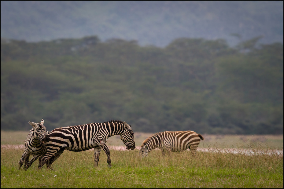  Zebry Zwierzęta Nikon D300 Sigma APO 500mm f/4.5 DG/HSM Kenia 0 dzikiej przyrody łąka zebra fauna ekosystem zwierzę lądowe pustynia sawanna trawa pasący się