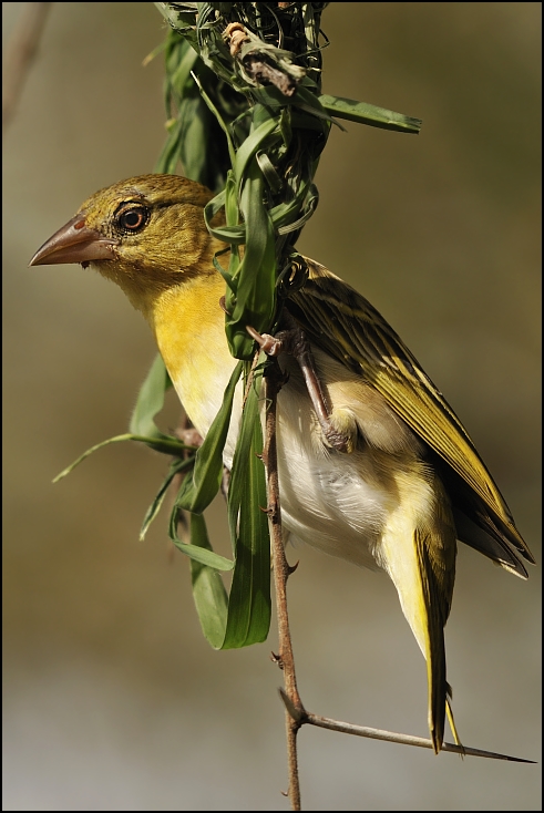  Wikłacz sawannowy Ptaki wiklacz sawannowy, tanzania Nikon D300 Sigma APO 500mm f/4.5 DG/HSM Tanzania 0 ptak fauna dziób zięba skrzydło dzikiej przyrody organizm ptak przysiadujący