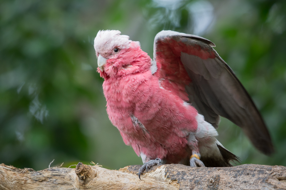  Kakadu różowa Loro Parque Nikon D7200 NIKKOR 200-500mm f/5.6E AF-S Teneryfa 0 ptak dziób fauna papuga ara papuga długoogonowa pióro