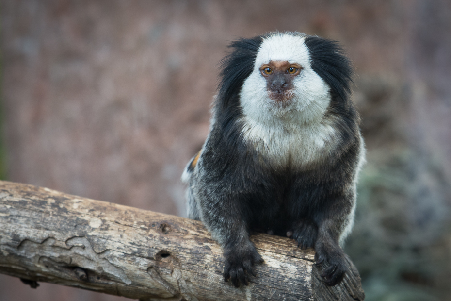  Marmozeta Loro Parque Nikon D7200 NIKKOR 200-500mm f/5.6E AF-S Teneryfa 0 fauna pazurczatka nowa małpa świata prymas organizm makak dzikiej przyrody pysk stary świat małpa futro