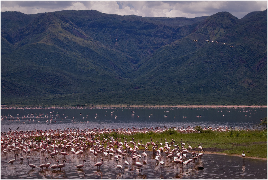  Flamingi jeziorze Bogoria Krajobraz Nikon D200 AF-S Nikkor 70-200mm f/2.8G Kenia 0 niebo Góra jezioro woda zbiornik rzeka wodny ptak mokradło drzewo