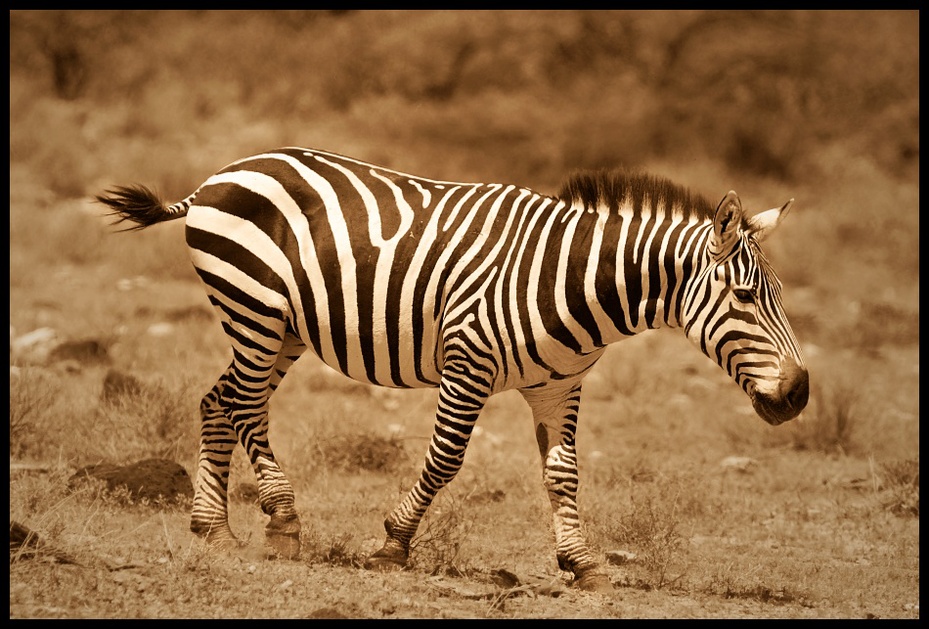  Zebra #23 Przyroda Nikon D200 Sigma APO 500mm f/4.5 DG/HSM Kenia 0 dzikiej przyrody zebra zwierzę lądowe ssak fauna koń jak ssak łąka organizm sawanna pysk