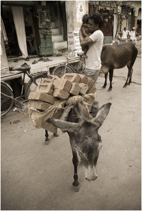  Indyjska ulica Ulice puszkar Nikon D300 AF-S Zoom-Nikkor 17-55mm f/2.8G IF-ED Indie 0 osioł koń jak ssak juczne zwierzę żywy inwentarz