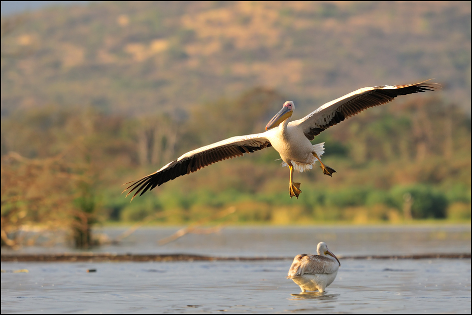 Pelikan Ptaki Nikon D300 Sigma APO 500mm f/4.5 DG/HSM Etiopia 0 ptak ptak morski woda dzikiej przyrody fauna dziób pelikan wodny ptak niebo frajer