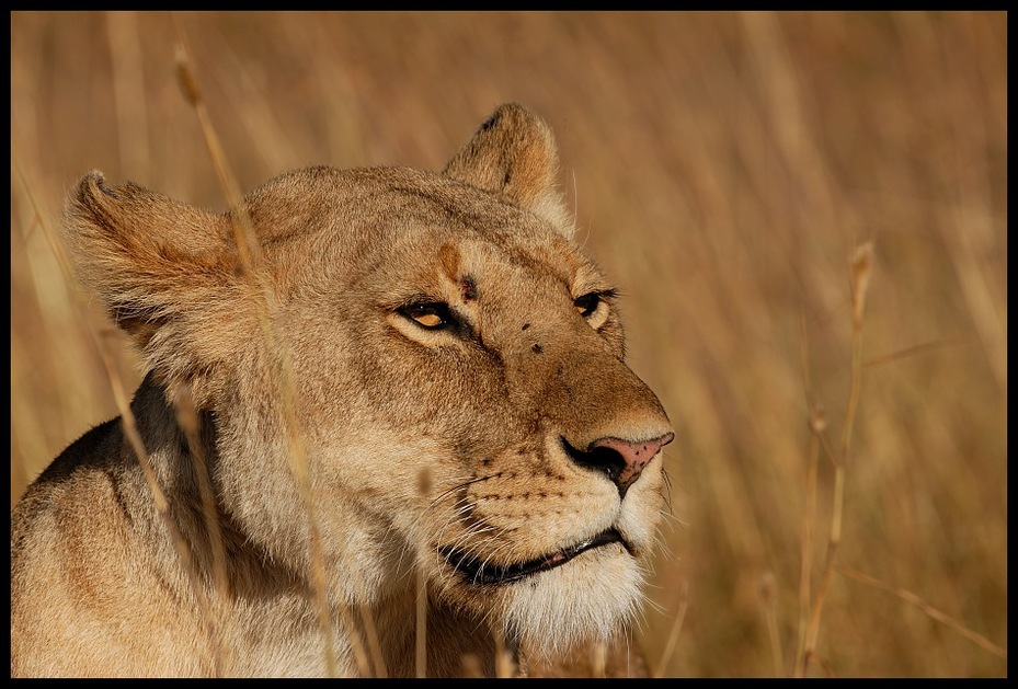  Lwica #14 Przyroda lew ssaki kenia lwy Nikon D200 Sigma APO 500mm f/4.5 DG/HSM Kenia 0 dzikiej przyrody Lew zwierzę lądowe ssak fauna masajski lew pustynia duże koty wąsy pysk