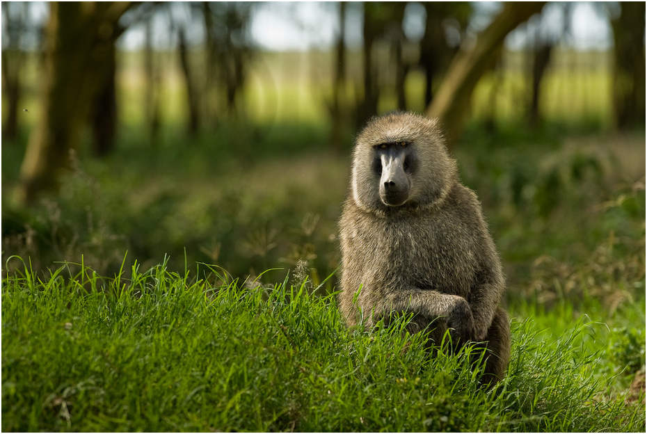  Pawian Zwierzęta Nikon D200 AF-S Nikkor 70-200mm f/2.8G Kenia 0 fauna ssak trawa dzikiej przyrody prymas stary świat małpa zwierzę lądowe organizm pysk pawian