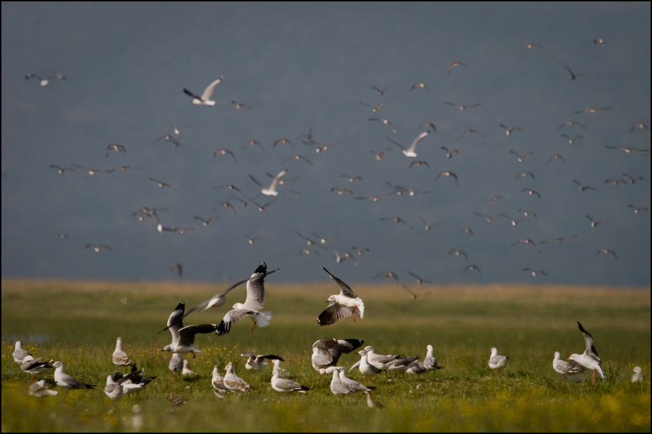  Mewy Nakuru Ptaki Nikon D300 Sigma APO 500mm f/4.5 DG/HSM Kenia 0 ptak ekosystem trzoda niebo fauna woda Migracja ptaków migracja zwierząt wodny ptak shorebird