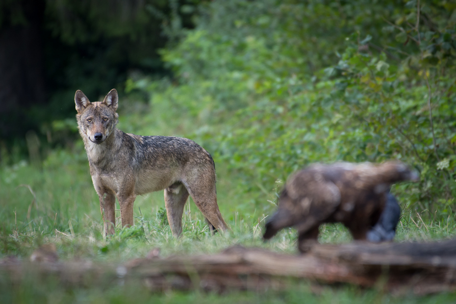  Wilk orzeł przedni Biesczaty Nikon D7200 NIKKOR 200-500mm f/5.6E AF-S dzikiej przyrody fauna ssak szakal pustynia trawa kojot Park Narodowy zwierzę lądowe czerwony wilk
