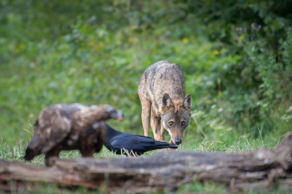  Wilk orzeł przedni Biesczaty Nikon D7200 NIKKOR 200-500mm f/5.6E AF-S dzikiej przyrody fauna ssak trawa pysk Park Narodowy